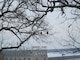 Bald Eagles perched in the tree above Lock and Dam 19 in Keokuk, IA.