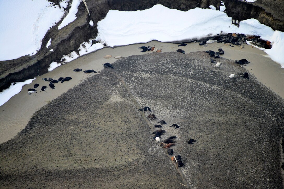 This is an aerial view of cattle killed by the Atlas Blizzard in South Dakota on Oct. 10, 2013. Civil Air Patrol photo by David Small.
