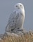 A snowy owl is visiting Long Branch Lake.  It has been seen around the Long Branch Dam.