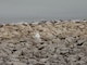 The snowy owl is spending alot of its time around the rip rap on the north side of the Long Branch Dam.