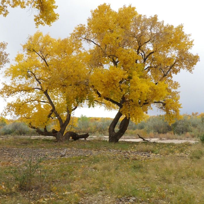 SANDIA PUEBLO, N.M., -- 2013 Photo Drive submission. Photo by Michael Porter, Oct. 30, 2013. "Cottonwoods with fall foliage"