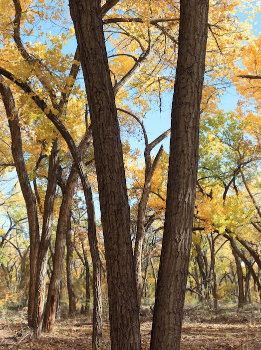 "Cottonwoods with fall foliage at the Rio Grande Nature Center" Photo by Michael Porter, Oct. 26, 2013.
