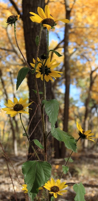 ALBUQUERQUE, N.M., -- 2013 Photo Drive submission. Photo by Michael Porter, Oct. 26, 2013. "Sunflowers at the Rio Grande Nature Center"