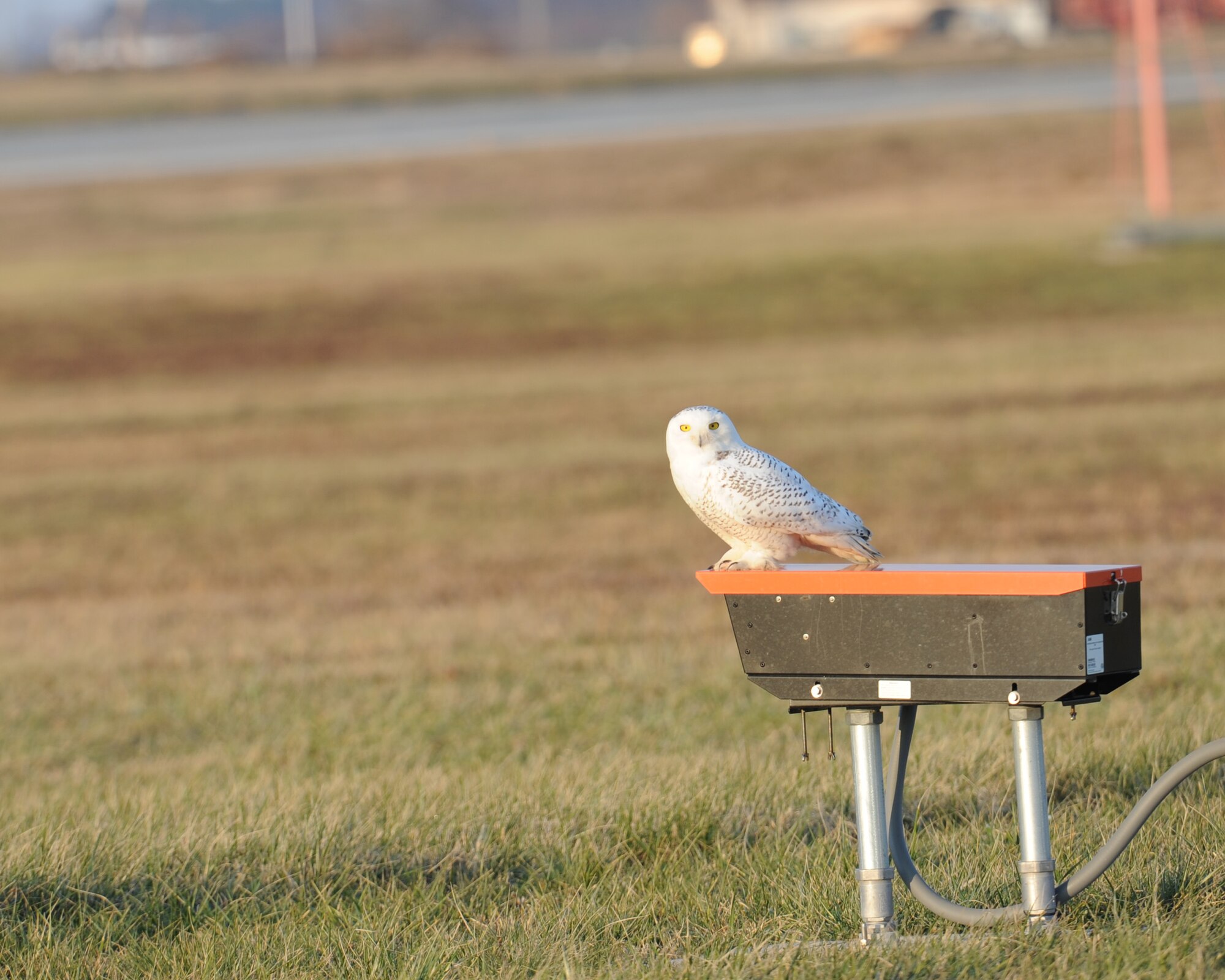 A rare snowy owl sits on a piece of runway electrical equipment Dec. 16, 2013, at Dover Air Force Base, Del. The snowy owl was spotted by David Curtiss, 436th Airlift Wing safety office wildlife manager. (U.S. Air Force photo/Airman 1st Class Zachary Cacicia)