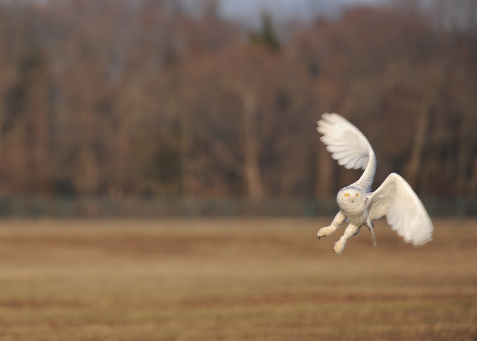 A rare snowy owl flies around the airfield Dec. 16, 2013, at Dover Air Force Base, Del. The snowy owl was spotted by David Curtiss, 436th Airlift Wing safety office wildlife manager. In an effort to protect Dover’s aircraft and the owl itself, Curtiss used pyrotechnics in an attempt to frighten the owl off of the airfield. (U.S. Air Force photo/Airman 1st Class Zachary Cacicia)