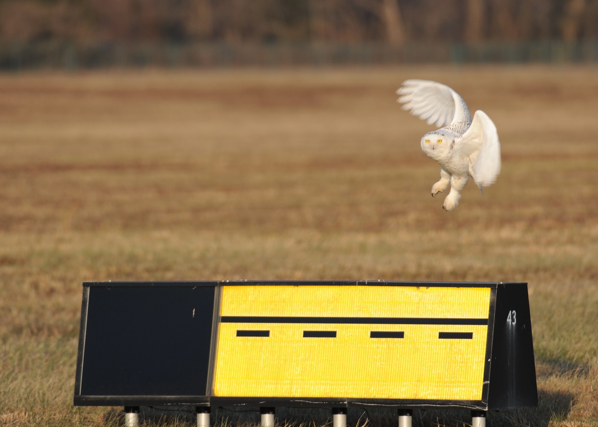 A rare snowy owl flies off of a controlled movement area sign Dec. 16, 2013, at Dover Air Force Base, Del. The snowy owl was spotted by David Curtiss, 436th Airlift Wing safety office wildlife manager. Dover is well south of the snowy owl’s normal habitat, the Arctic tundra of northern Canada. (U.S. Air Force photo/Airman 1st Class Zachary Cacicia)