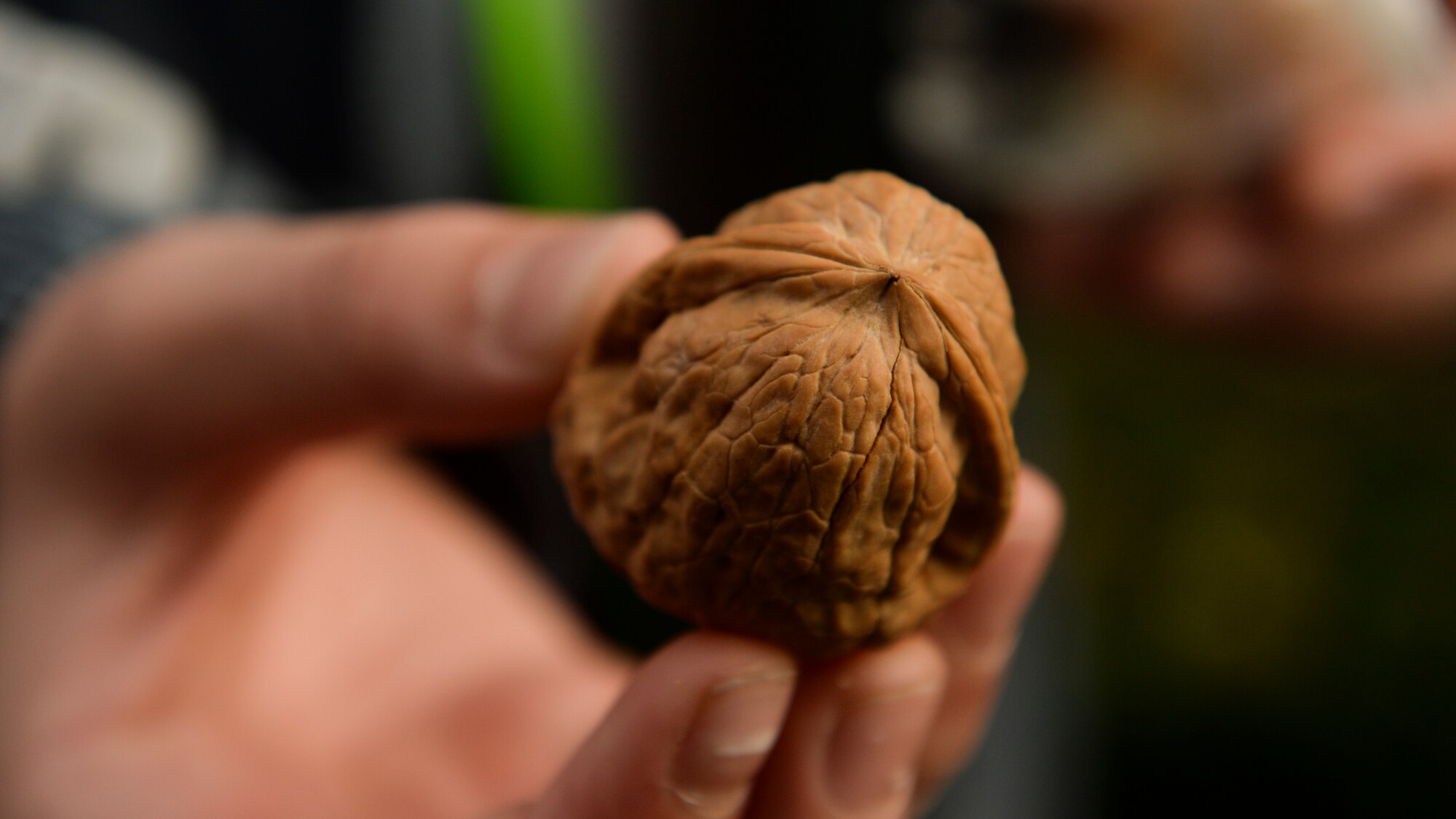 BASTOGNE, Belgium -- A walk participant holds up a walnut during the 36th Bastogne Historic Walk Dec. 14, 2013. During the event at Bastogne's City Hall, spectators threw nuts in remembrance of U.S. General McAuliffe's reply to when German forces asked the American Army to surrender during the siege of Bastogne. (U.S. Air Force photo by Senior Airman Rusty Frank/Released)