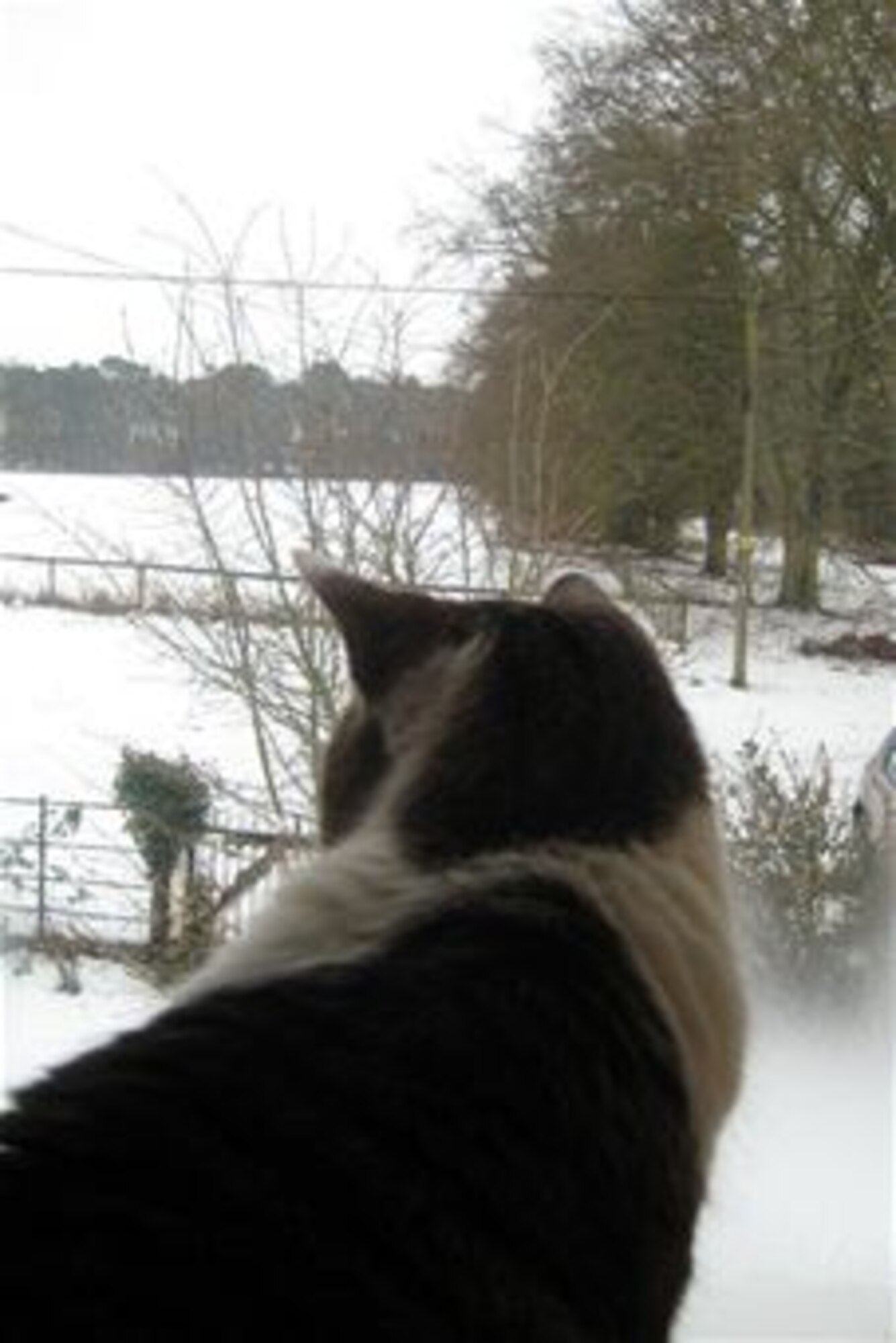 British Billy gazes out upon a snowy landscape. Snowy Christmases here in the U.K. have only occurred seven times since 1900. (Courtesy photo)