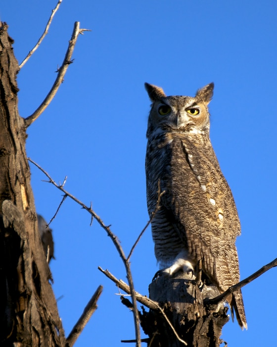 ALBUQUERQUE, N.M., -- 2013 Photo Drive submission. Photo by David Abbott, Oct. 22, 2013. "Owl in a tree near the Rio Grande"