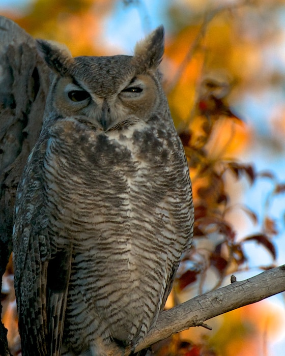 ALBUQUERQUE, N.M., -- Entry in the District's 2013 Photo Drive. Photo by David Abbott, Oct. 22, 2013. "Owl on a branch near the Rio Grande"