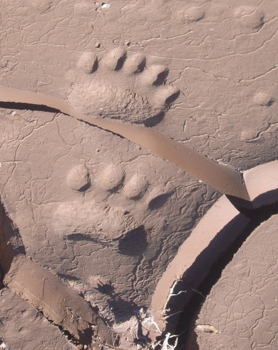 "Bear Tracks at Jemez Weir, near the District's Jemez Canyon Dam project" Photo by Dana Price, Oct. 7, 2013. 