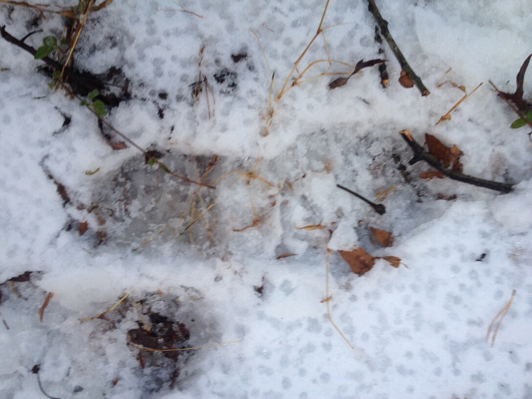 This boot print was one of several discovered at the scene of an apparent deer poaching Dec. 10, 2013, off Application Trail on the west side of Marine Corps Base Quantico. The buck was found skinned, beheaded and stripped of just its backstrap, the choicest cut of meat. 