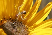 A spider grabs a meal upon a blooming Arrowleaf Balsamroot – an abundant wildflower on Lucky Peak hillsides each spring.