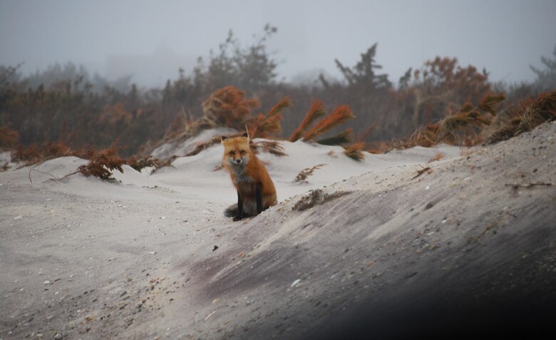 A red fox braves winter weather on Fire Island, N.Y., Jan. 12, 2013. The U.S. Army Corps of Engineers is overseeing the removal of hurricane debris on Fire Island as part of the federal government’s Sandy response and recovery efforts in New York. The Corps is coordinating debris removal operations with local, state and federal agencies to minimize disruption of the island’s sensitive ecosystem.