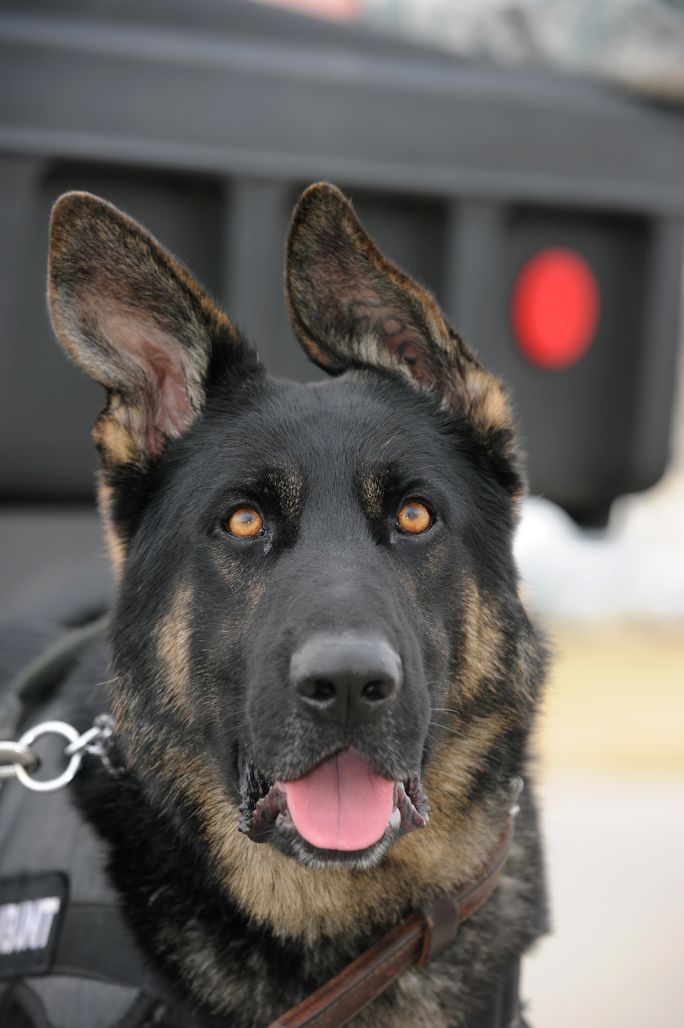 GOODFELLOW AIR FORCE BASE, TEXAS -- Jork, 17th Security Forces Squadron military working dog, poses during Community Appreciation Day Nov. 19, 2011. 17th SFS held a memorial ceremony Dec. 18 to honor and remember Jork who passed away Nov. 21. (U.S. Air Force photo/ Staff Sgt. Laura R. McFarlane)