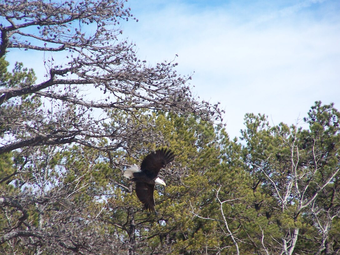 This Bald Eagle was one of 17 counted this year at Greers Ferry Lake during our annual eagle survey.