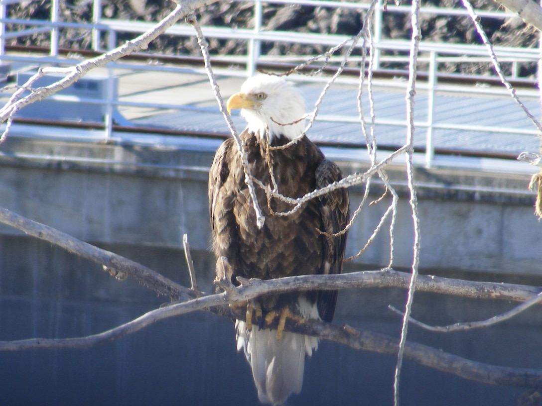 Visitors flocked to The Dalles Lock and Dam for the third annual Eagle Watch, Jan. 19 and 20, 2013. More than 30 eagles were seen roosting and
feeding in Westrick Park, located across the Columbia River from the visitor center parking lot. The park, which was closed to the public several years ago due to security restrictions, became a secluded, quiet location - a perfect
wintering site for bald eagles and other migratory birds. The Dalles park rangers remind everyone that the visitor center parking lot is always a great place to eagle watch, regardless whether the visitor center is open, so bring your telescopes and binoculars and check it out!