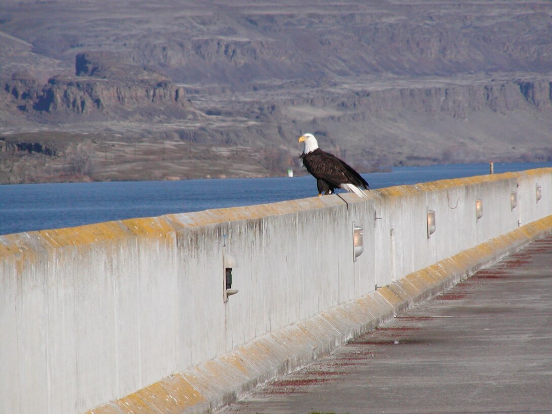 Visitors flocked to The Dalles Lock and Dam for the third annual Eagle Watch, Jan. 19 and 20, 2013. More than 30 eagles were seen roosting and
feeding in Westrick Park, located across the Columbia River from the visitor center parking lot. The park, which was closed to the public several years ago due to security restrictions, became a secluded, quiet location - a perfect
wintering site for bald eagles and other migratory birds. The Dalles park rangers remind everyone that the visitor center parking lot is always a great place to eagle watch, regardless whether the visitor center is open, so bring your telescopes and binoculars and check it out!