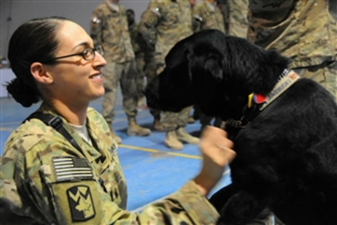 “Maj. Butch,” a therapy dog, concludes her tour interacting with service members in Afghanistan at Bagram Air Field, Feb. 1, 2013. The 85th Medical Detachment is taking over the 219th medical Detachment, Combat Operational Stress Control's missions at the transfer of authority ceremony held at Bagram Air Field. Major Butch is assigned to the 219th Medical Detachment, Combat Operational Stress Control.