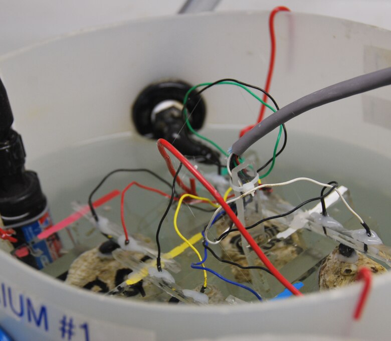 Oysters were instrumented with electronic monitoring devices to record their shell openings and closings over seven days when exposed to varying suspended sediment levels. 