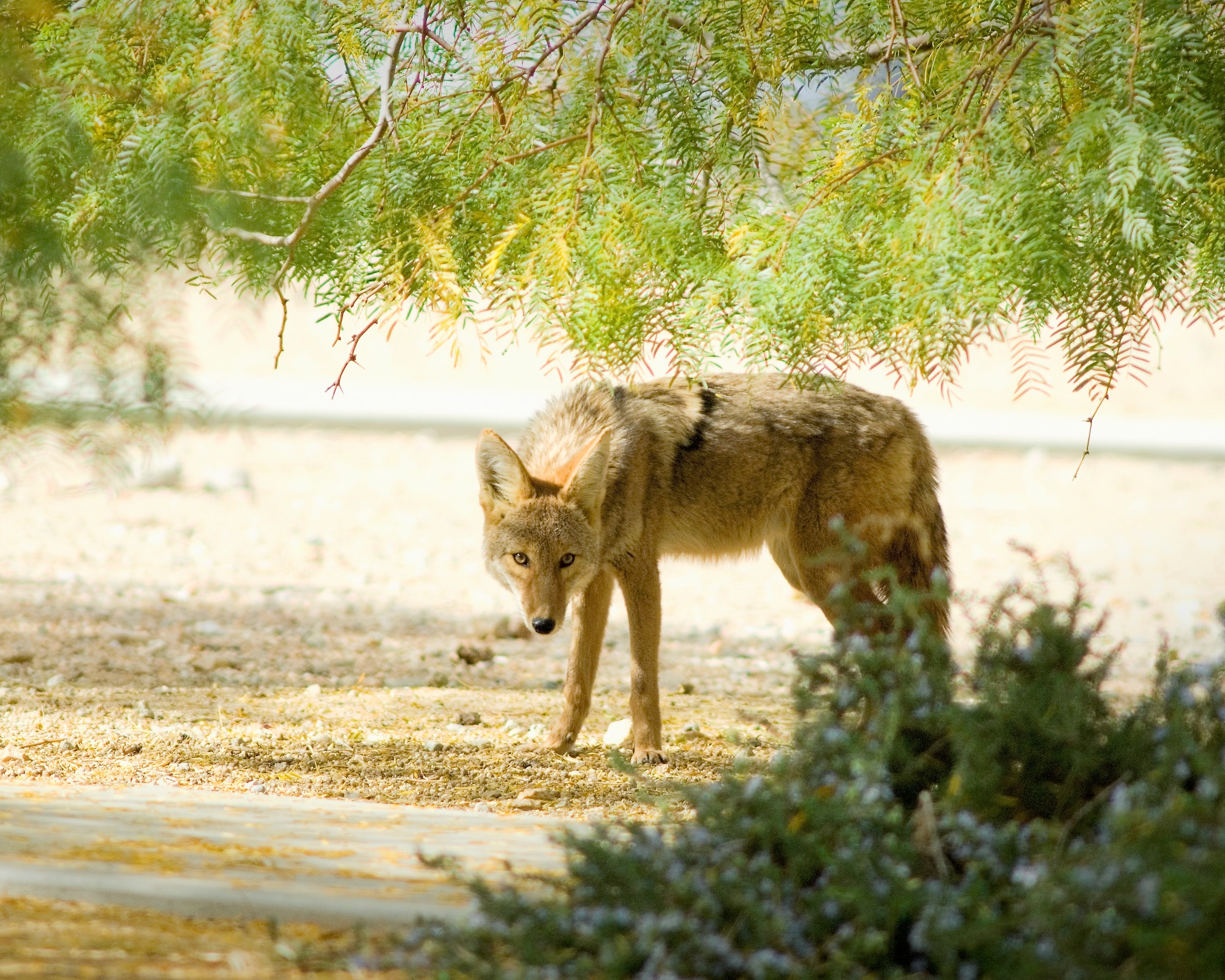 A coyote pauses near a sidewalk on main base. Desert predators like coyotes and bobcats can be seen all over the base, including the housing areas. Residents need to be aware of the risks these predators pose and take precautions to protect their pets. (Courtesy photo)