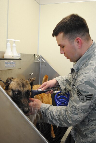 Senior Airman Kyle Kottas, 341st Security Forces Squadron military working dog handler, gives 5-year-old Tom, his assigned canine, a bath at the new kennel facility Feb. 4. Kottas and Tom will never spend more than 12 hours away from each other. (U.S. Air Force photo/Airman 1st Class Katrina Heikkinen)
