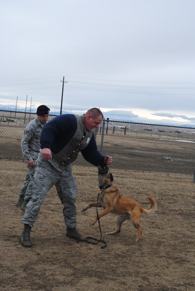 Staff Sgt. Ian Miller, 341st Security Forces Squadron military working dog handler, entices 5-year-old Tom, a Belgian Malinois, during a controlled aggression scenario outside Malmstrom’s kennel facility Feb. 4. Tom listens to only Senior Airman Kyle Kottas, 341st SFS MWD handler, (background) for commands. (U.S. Air Force photo/Airman 1st Class Katrina Heikkinen) 