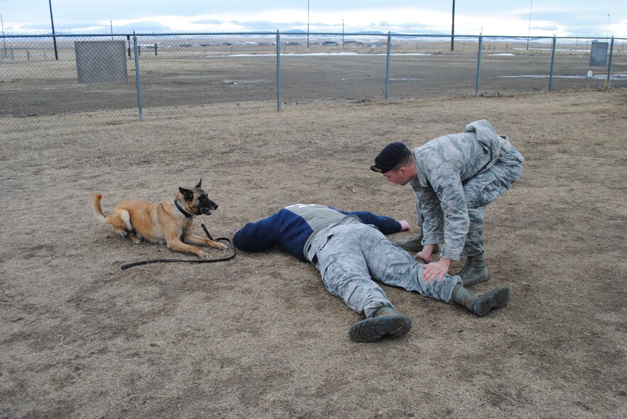 Staff Sgt. Kyle Kottas, 341st Security Forces Squadron military working dog handler (right), works with his dog Tom during a training exercise Feb. 4, 2013. Tom served as a military working dog at Malmstrom Air Force base for more than four years before passing away this December. (U.S. Air Force photo/Senior Airman Katrina Heikkinen) 