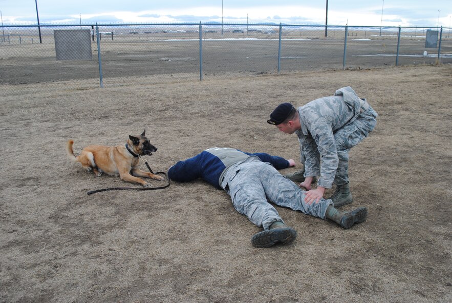 Senior Airman Kyle Kottas, 341st Security Forces Squadron military working dog handler, right, apprehends Staff Sgt. Ian Miller, 341st SFS handler, as Tom, a Belgian Malinois, guards Miller to maintain control of the area. The 341st SFS MWD section utilizes canines every day to conduct anti-terrorism measures, sweep buildings for narcotics and to identity explosives. (U.S. Air Force photo/Airman 1st Class Katrina Heikkinen)