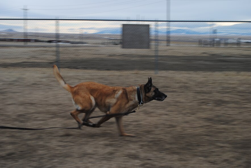 Five-year-old Tom, a Belgian Malinois and military working dog, runs after a ‘bad guy’ during a training scenario on Feb. 4. MWDs are trained to detect human odors, adrenaline drops of fear and find intruders in remote locations. (U.S. Air Force photo/Airman 1st Class Katrina Heikkinen)
