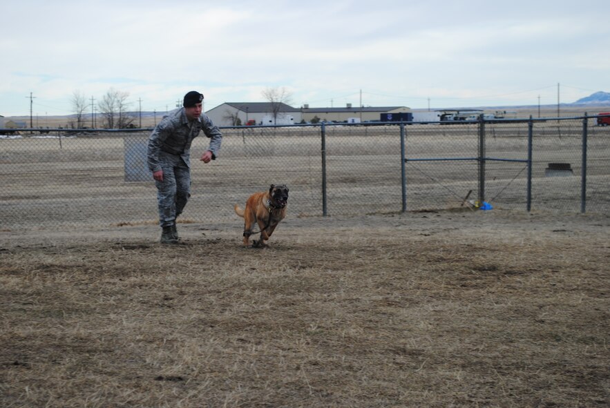 Senior Airman Kyle Kottas, 341st Security Forces Squadron military working dog handler, commands 5-year-old Tom, a Belgian Malinois, to attack an intruder during a controlled aggression scenario at the 341st SFS kennel facility on Feb. 4. Kottas has been a MWD handler for six months. (U.S. Air Force photo/Airman 1st Class Katrina Heikkinen) 