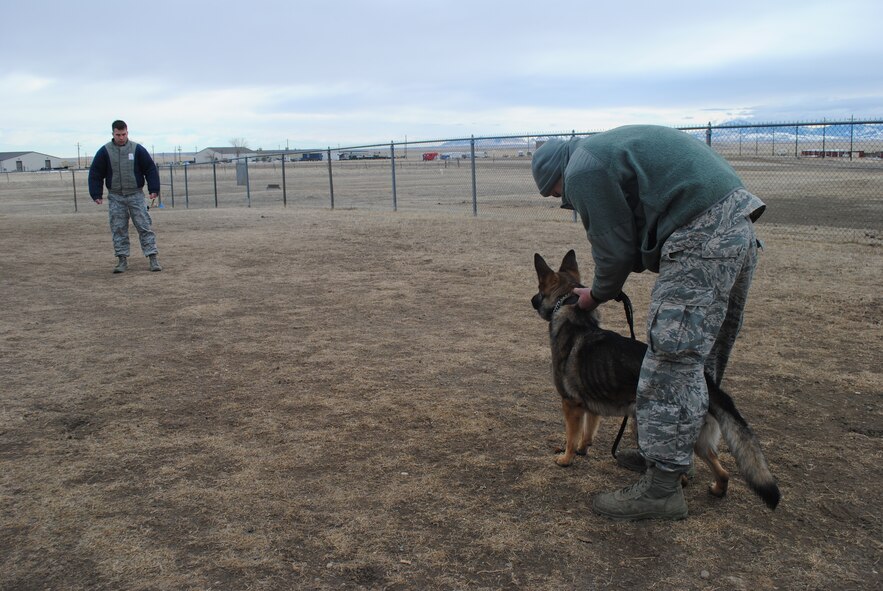 Staff Sgt. Mark Allen, 341st Security Forces Squadron military working dog handler, (right), unhooks Gina, a 2-year-old German shepherd, before commanding her to apprehend Senior Airman Kyle Kottas, 341st SFS MWD handler. Allen is Gina’s first handler. (U.S. Air Force photo/Airman 1st Class Katrina Heikkinen)