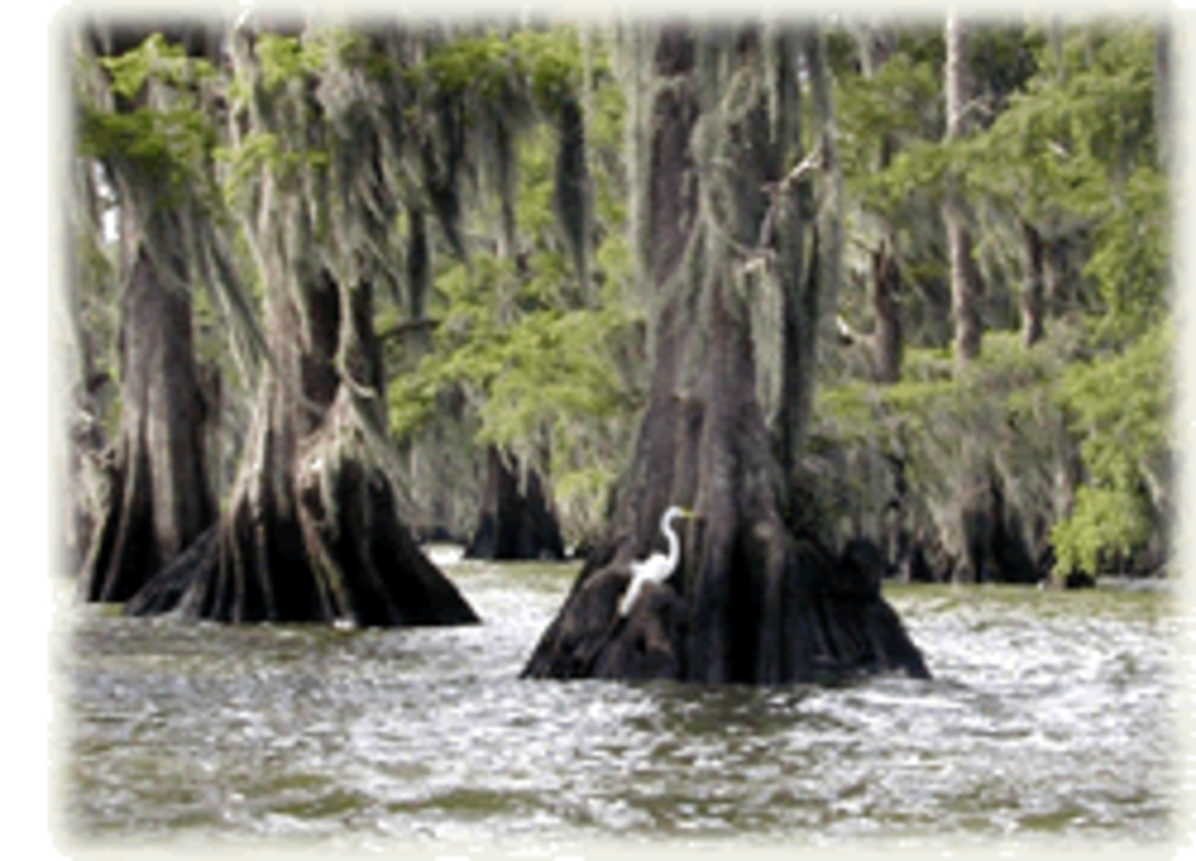 Louisiana swamp.