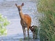 Deer with fawn at CJ Brown