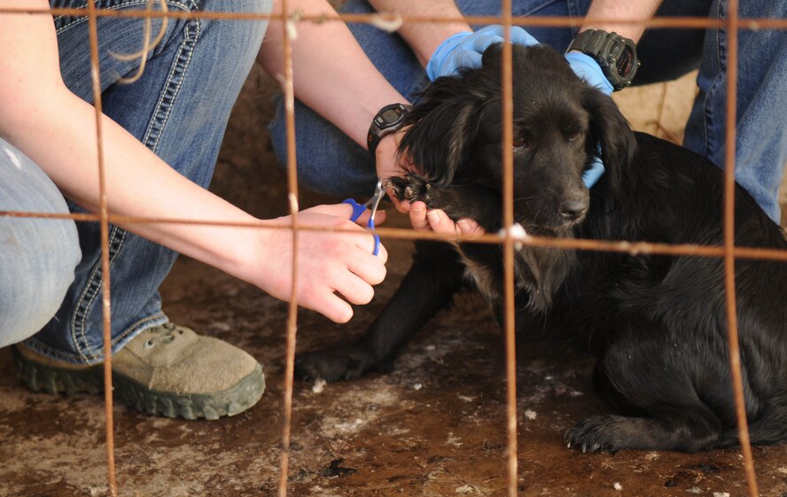 Tech. Sgt. Hannah Hobart and Airman 1st Class Stephen Dawkins, 100th Security Forces Squadron, trim the nails of a dog at a shelter for strays in southwest Europe Feb. 10, 2013. Dawkins, a North Augusta, S.C., native, and Hobart, from Aurora, Ind., are part of a group of servicemembers deployed from RAF Mildenhall, England, in support of French operations in Mali, who volunteered to clean and play with the animals at the dog shelter during off-duty time. (U.S. Air Force photo by Staff Sgt. Austin M. May)