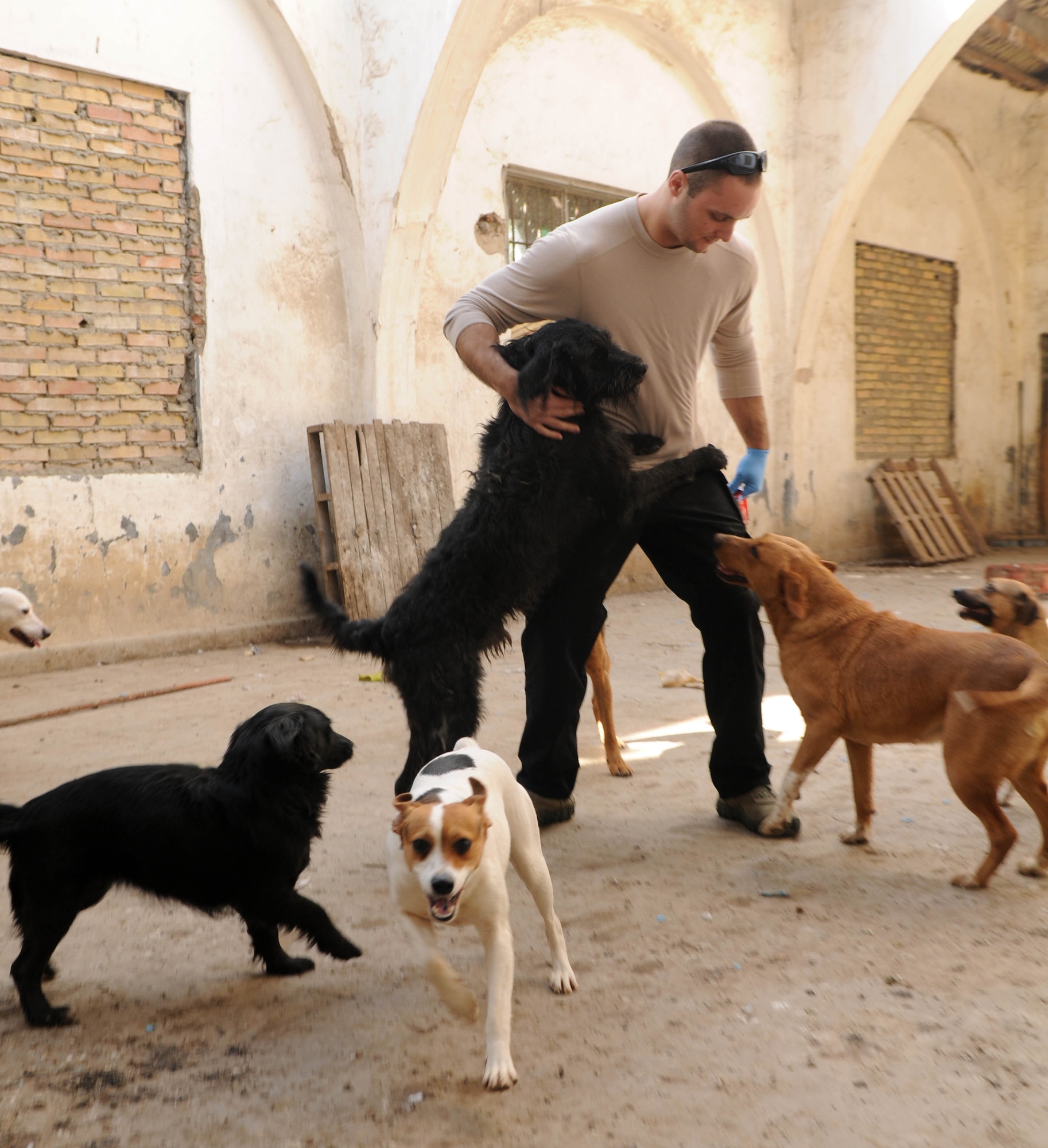Airman 1st Class Timothy Wilson, 100th Security Forces Squadron, plays with dogs at a shelter for strays in southwest Europe Feb. 10, 2013. Wilson, a Massapequa, N.Y., native, is part of a group of servicemembers deployed from RAF Mildenhall, England, in support of French operations in Mali, who volunteered to clean and play with the animals at the dog shelter during off-duty time. (U.S. Air Force photo by Staff Sgt. Austin M. May)