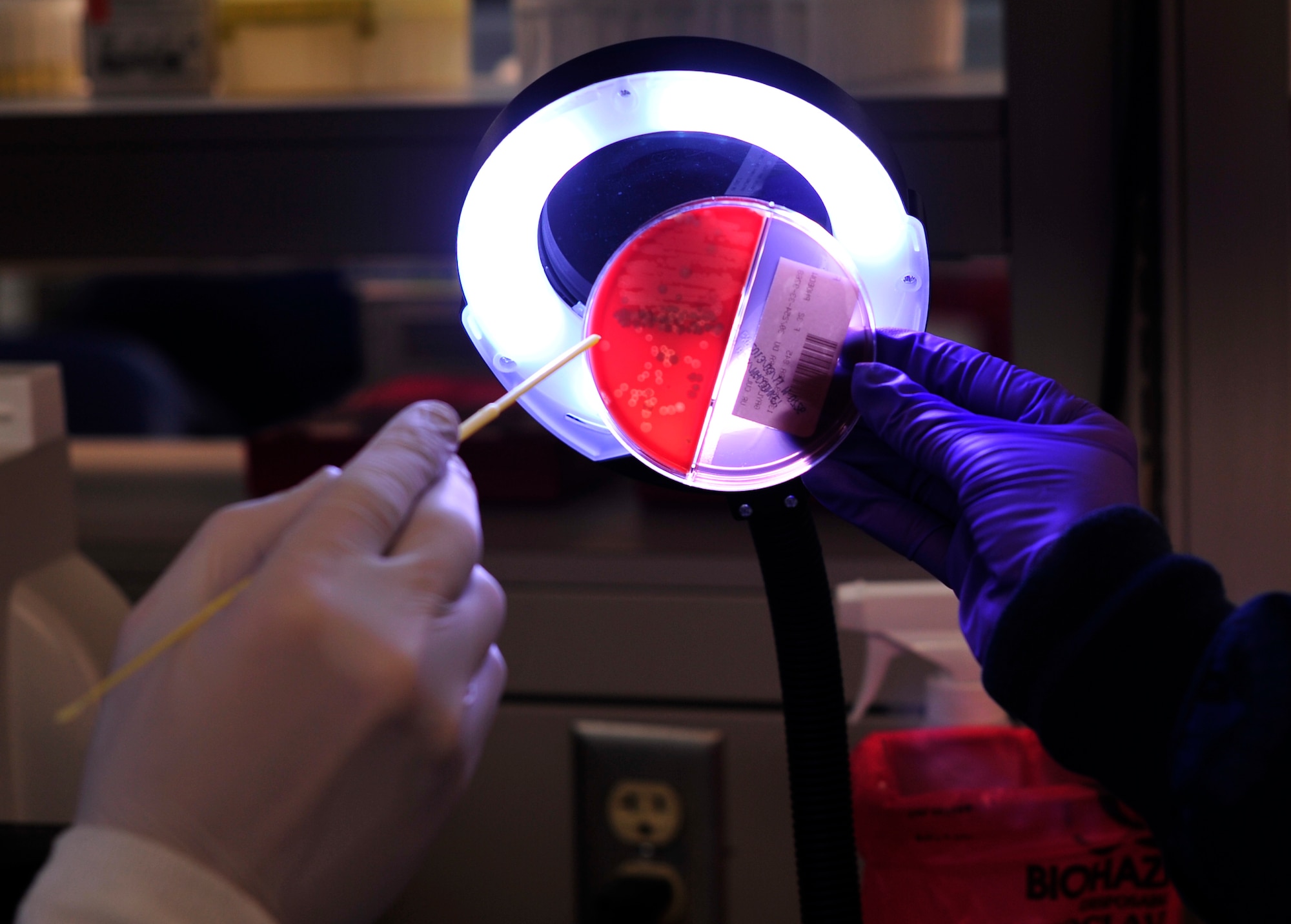 Senior Airman Charles Danowski and Airman 1st Class Kayla Adams, 779th Medical Group medical laboratory technicians, read a specimen plate under a fluorescent light Jan. 31, 2013 at Joint Base Andrews, Md. The readings are used to diagnose various types of bacterial infections. (U.S. Air Force photo/ Airman 1st Class Erin O’Shea)   