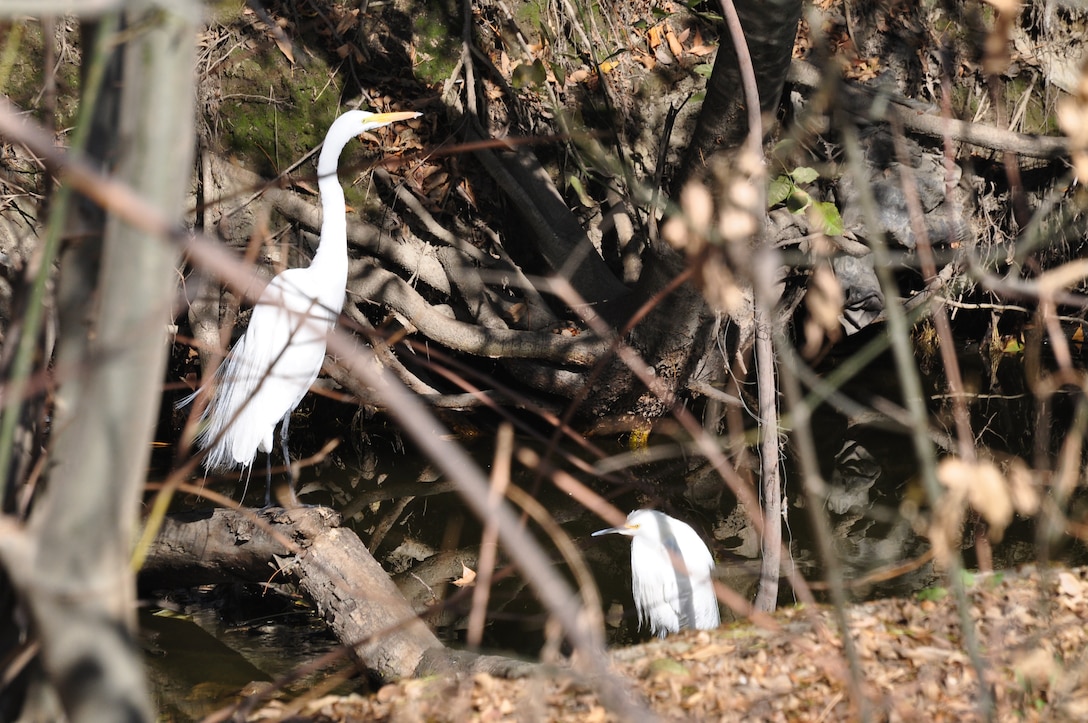 The group taking a nature walk in Sepulveda Basin Feb. 12 was pleased to observe two snowy egrets along Haskell Creek at the time of their visit.  (USACE photo by Jay Field)