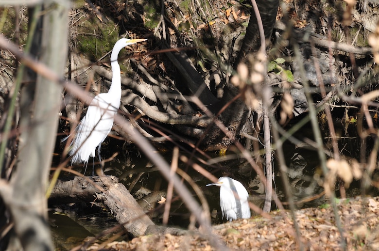 The group taking a nature walk in Sepulveda Basin Feb. 12 was pleased to observe two snowy egrets along Haskell Creek at the time of their visit.  (USACE photo by Jay Field)