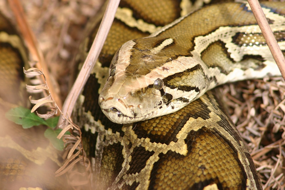 Burmese pythons have been known to consume a wide variety of wildlife, including alligators, wood storks and Key Largo woodrats.