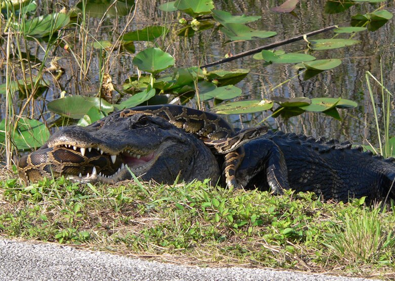 Burmese pythons compete directly with the top predators in the Everglades ecosystem, such as this American alligator. 