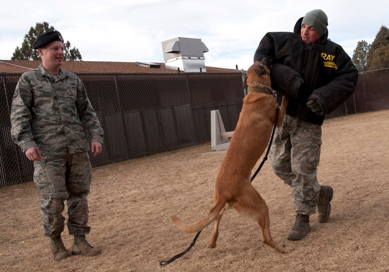 Staff Sgt. Shawn Kaup, 21st Security Forces Squadron Military Working Dog Section trainer, is attacked during training by MWD Ggina under the watchful eye of her handler Staff Sgt. Whitney Young, 21st MWD section. Training like this is imperative for both handlers and dogs since they are often responsible for team safety during deployed missions. (U.S. Air Force photo/Staff Sgt. J. Aaron Breeden)