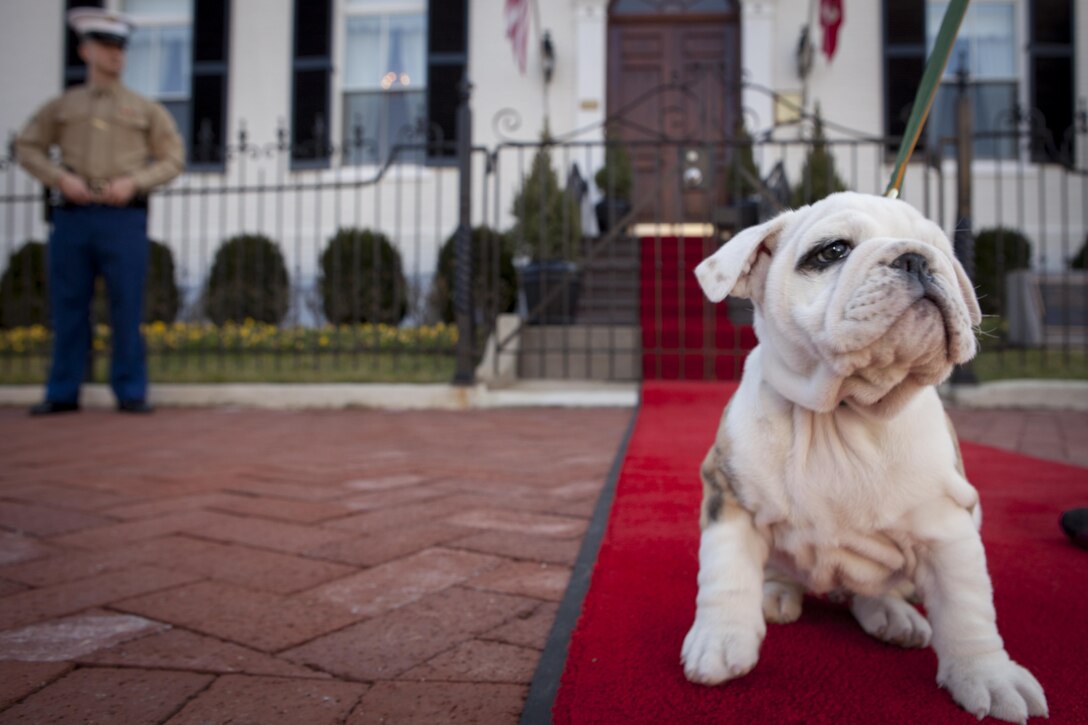 Chesty, future Marine Corps mascot, sits on the red carpet in front of the Home of the Commandants waiting to meet Bonnie Amos,  wife of Gen. James F. Amos, commandant os the Marine Corps during a visit to Marine Barracks Washington, D.C., Feb. 14. Chesty, a 9-week-old pedigree English bulldog is soon to become the future Marine Corps mascot after the completion of obedience and recruit training with a ceremony scheduled for March 29. After completing training, the young puppy will earn the title Marine joining the ranks of his well-known predecessors. 