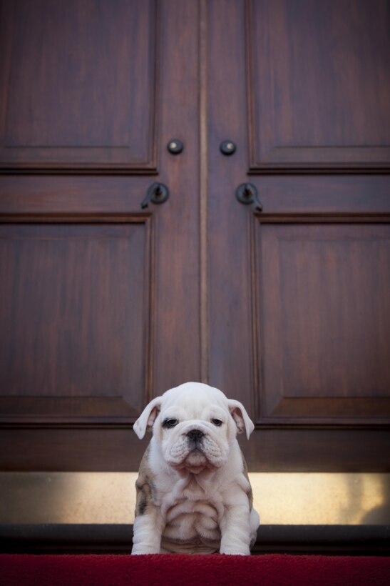 Chesty, the future Marine Corps mascot, stands on the door step Home of the Commandants during the puppy's visit to Marine Barracks Washington, D.C., Feb. 14. Chesty, a 9-week-old pedigree English bulldog is soon to become the future Marine Corps mascot after the completion of obedience and recruit training with a ceremony scheduled for March 29. After completing training, the young puppy will earn the title Marine joining the ranks of his well-known predecessors. 