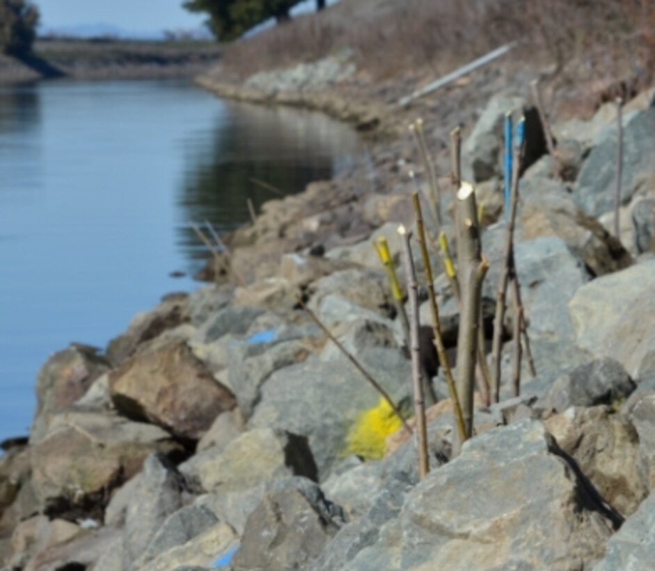 Willow poles planted along the Sacramento River levee near Paintersville, Calif., Feb. 11, 2013 will provide shaded riparian habitat for threatened fish species. The U.S. Army Corps of Engineers Sacramento District project aims to preserve riparian habitat following emergency levee erosion repairs between 2007 and 2009. The Sacramento District worked with the U.S. Fish and Wildlife Service and National Marine Fisheries Service to design the project for habitat benefit, and is the first Corps district to receive a variance under the Corps’ levee vegetation policy to plant willows near the levee after engineering analysis showed they won’t threaten the levee.