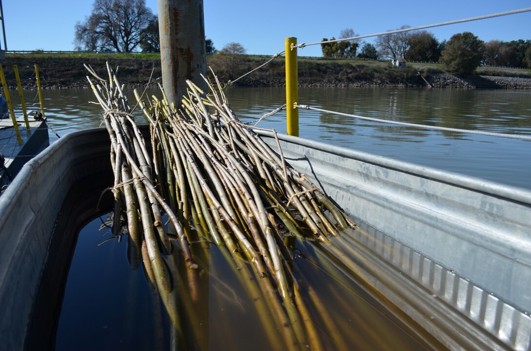 Willow poles await planting along the Sacramento River levee near Paintersville, Calif., Feb. 11, 2013, and will provide shaded riparian habitat for threatened fish species. The U.S. Army Corps of Engineers Sacramento District project aims to preserve riparian habitat following emergency levee erosion repairs between 2007 and 2009. The Sacramento District worked with the U.S. Fish and Wildlife Service and National Marine Fisheries Service to design the project for habitat benefit, and is the first Corps district to receive a variance under the Corps’ levee vegetation policy to plant willows near the levee after engineering analysis showed they won’t threaten the levee.