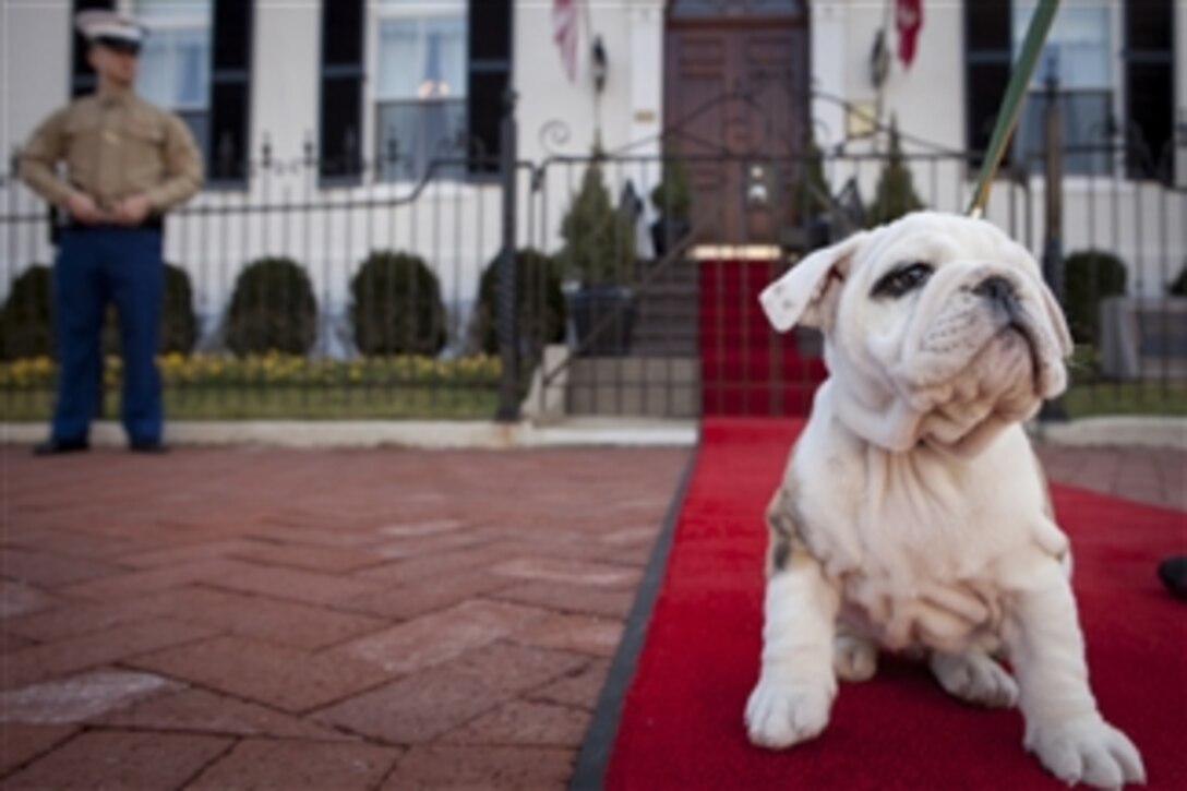 Chesty, the future U.S. Marine Corps mascot, sits on the red carpet in front of the Home of the Commandants during a visit to Marine Barracks in Washington, D.C., on Feb. 14, 2013.  Chesty, a 9-week-old, pedigreed English bulldog is soon to become the future Marine Corps mascot after the completion of obedience and recruit training.  After training, the young puppy will earn the title Marine joining the ranks of his well-known predecessors.  