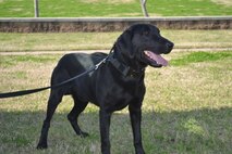 Barry, a black Labrador Retriever, poses for the camera before a day at work. Barry is a former Marine Corps IED dog who was adopted by Louisiana State Fire Marshal Butch Browning.