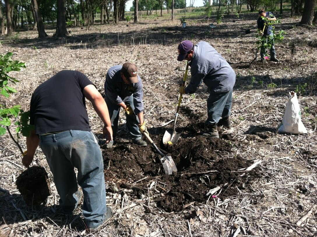 Crew planting Swamp White Oaks within the wet woodland.