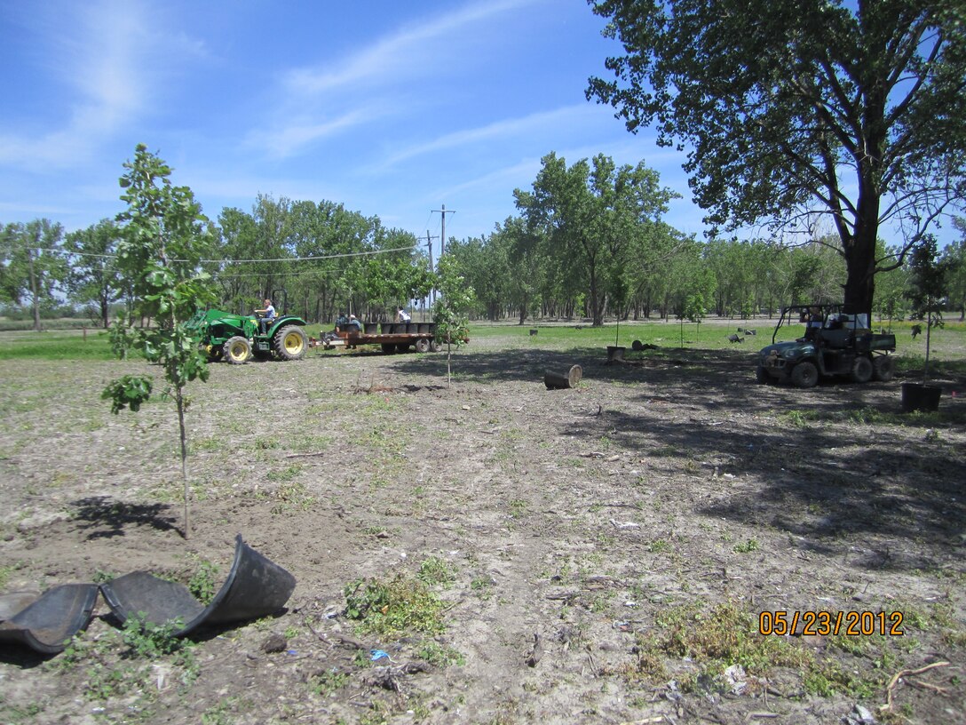 Planting bur oaks to restore savanna habitat.